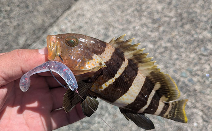 根魚狙いなのに「足元」で全く釣れない？ 沖の深場へフルキャストしてアオハタ17匹