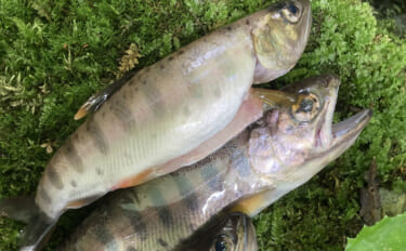 何度流しても食わない「スレたヤマメ」をどう釣る？ オモリを外した途端に…