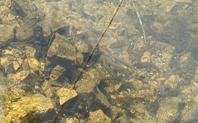 伝説の巨大魚「タキタロウ」が棲む大鳥池で魚探投入！ 画面に映った謎の「大型魚」の正体は？