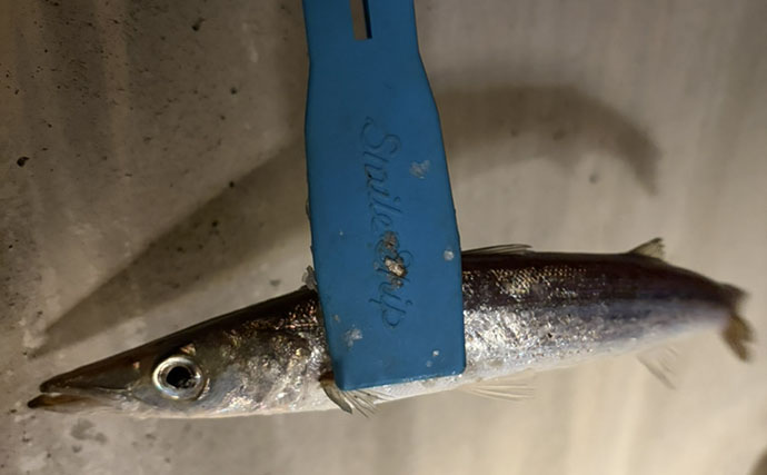 ライトタックル片手に釣り歩いたら何魚種釣れる？ 35cmヒラセイゴにアジ＆カマスも登場【三浦半島】