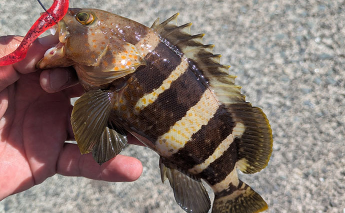 根魚狙いなのに「足元」で全く釣れない？ 沖の深場へフルキャストしてアオハタ17匹