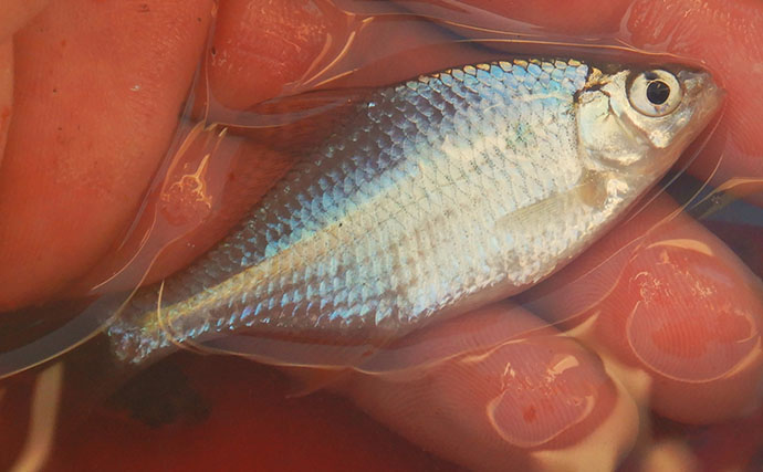 霞ヶ浦のタナゴ釣りで107尾　オオタナゴ＆タイリクバラタナゴの「束釣り」を達成