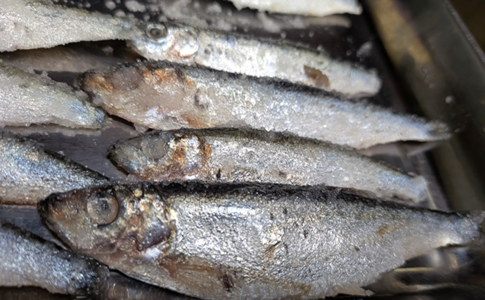 業務スーパー「バルト海いわし（248円）」がタチウオ釣りの優秀エサになるって本当？