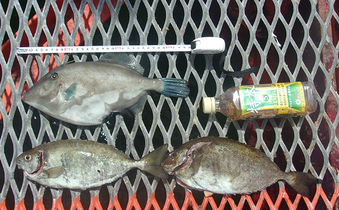 「小アジが全く釣れない…」 狙いと仕掛けを変えたら34cmウマヅラハギ登場！【須磨海づり公園】