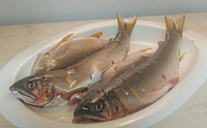 釣ったアユで作る「ちょい干し」レシピ　薄めの塩加減が最大のポイント！