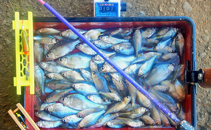 霞ヶ浦のタナゴ釣りで107尾　オオタナゴ＆タイリクバラタナゴの「束釣り」を達成
