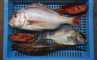 タイラバ1投目から48cmマダイがヒット！【愛知】その後は3時間沈黙＆…
