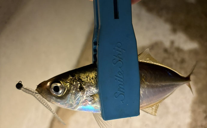 ライトタックル片手に釣り歩いたら何魚種釣れる？ 35cmヒラセイゴにアジ＆カマスも登場【三浦半島】