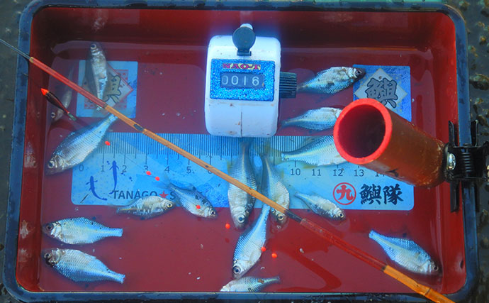 霞ヶ浦のタナゴ釣りで107尾　オオタナゴ＆タイリクバラタナゴの「束釣り」を達成