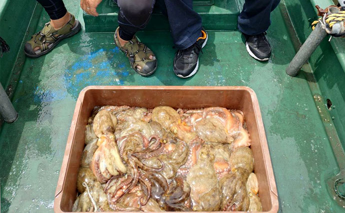 伊勢湾ボートエギタコ釣りで船中57匹と快調　岸壁ポイントでフィーバータイム到来