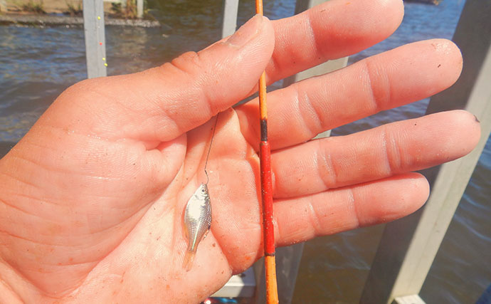 霞ヶ浦のタナゴ釣りで107尾　オオタナゴ＆タイリクバラタナゴの「束釣り」を達成