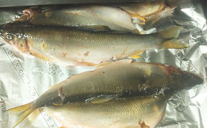 釣ったアユで作る「ちょい干し」レシピ　薄めの塩加減が最大のポイント！