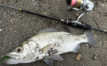 ライトタックル片手に釣り歩いたら何魚種釣れる？ 35cmヒラセイゴにアジ＆カマスも登場【三浦半島】
