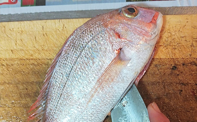 釣魚で作る「秋の味覚」レシピ：小型マダイの丸干し　塩は少なめでOK