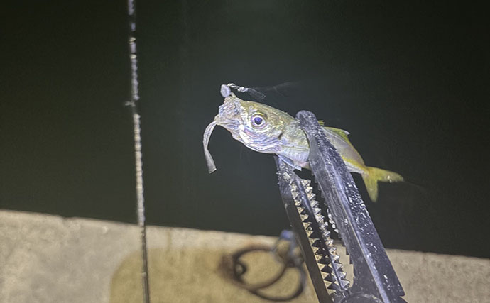 魚がいないのではなく「絞り込めない」？ 海水温28℃の港でライトゲームに苦戦