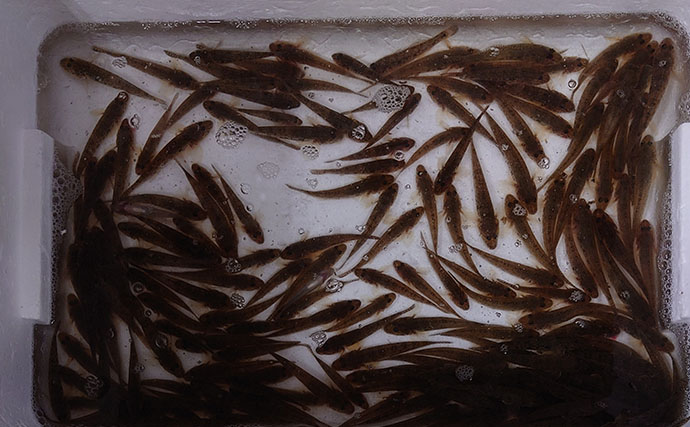 ハゼ釣りで「5時間539匹」の爆釣！ 仕掛けを入れれば一荷連発の高活性【木曽川・揖斐川】