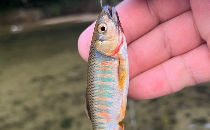 身近な河川で淡水小物ルアー釣りを楽しもう　オイカワ・カワムツの狙い方とタックル＆ルアーを解説