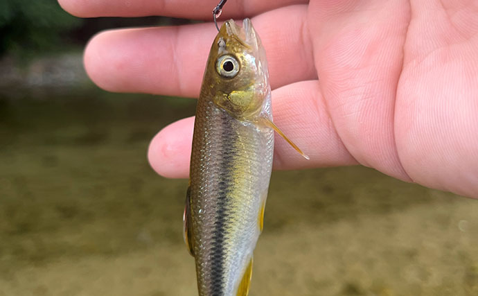 身近な河川で淡水小物ルアー釣りを楽しもう　オイカワ・カワムツの狙い方とタックル＆ルアーを解説