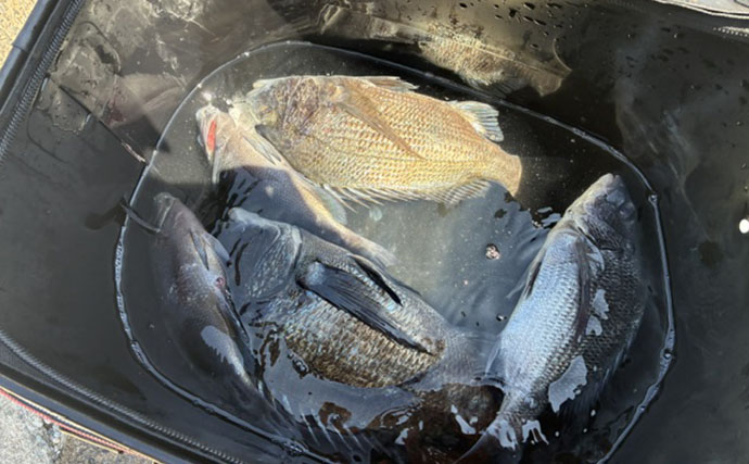 南九十九島でのフカセ釣りでチヌ連発！【長崎】数釣りの秘訣は多めのまきエサにあり