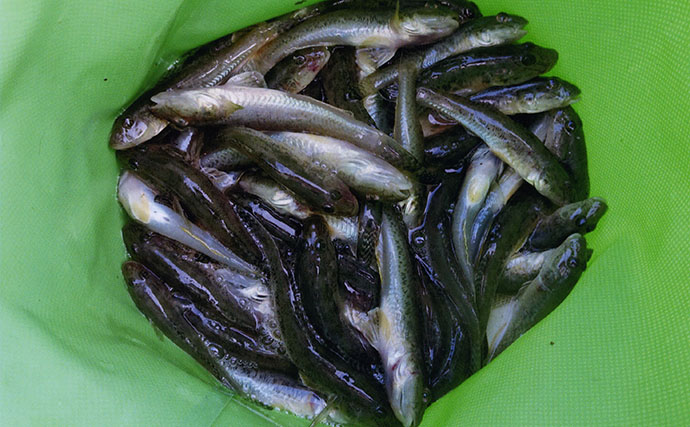ちょい投げ釣りで12cm頭にハゼ47匹！【田中川河口・三重】魚影濃くどこに投げてもヒット