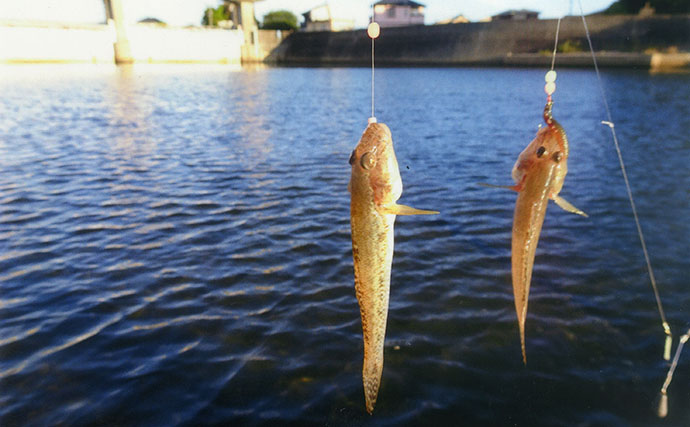ちょい投げ釣りで12cm頭にハゼ47匹！【田中川河口・三重】魚影濃くどこに投げてもヒット