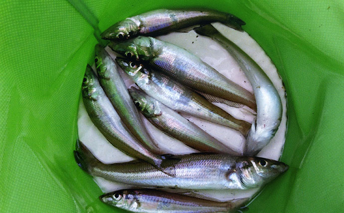 強風下のチョイ投げ釣りで「オモリを5号→8号」に変更　少し遠投で18cmキスがヒット！