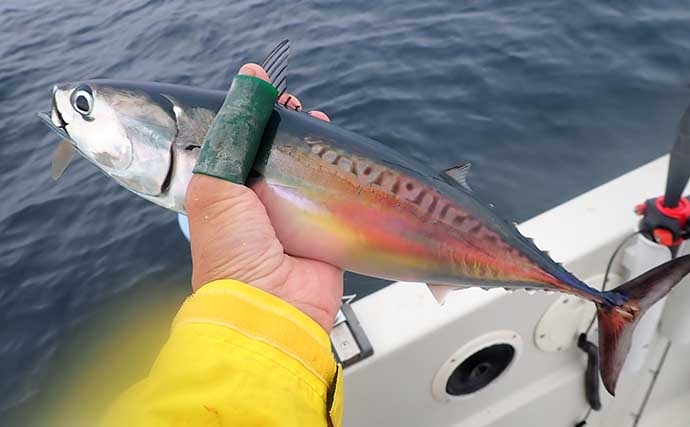 昔ながらの手釣り「カッタクリ」で青物入れ食い！ クーラー満タンで予定より早く帰港【沼津】