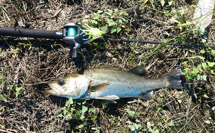秋のバス釣りで想定外の55cmシーバスがヒット！  懐かしのタックルで3魚種をキャッチ【岡山】