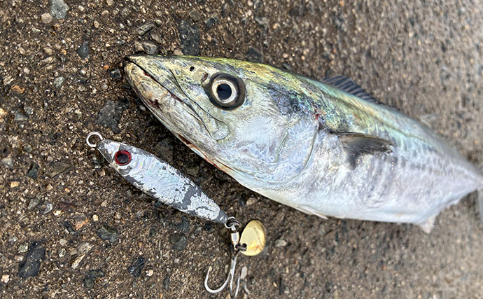 閉園間際の「ラスト1投」で84cmタチウオをキャッチ　27cmカマスもヒット【南港魚つり園】