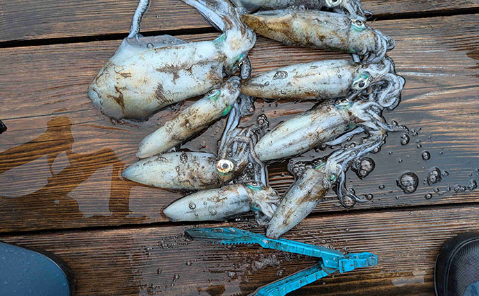 水深12mはティップランで3mはキャスト！ 釣り方を変えてアオリイカ9匹【三重・英虞湾】