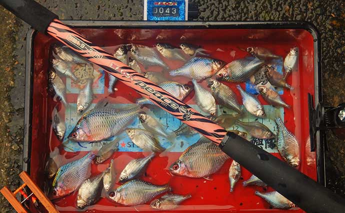 「タナゴ」のち「アメリカナマズ」　淡水小物＆大物釣りリレーを満喫【埼玉】