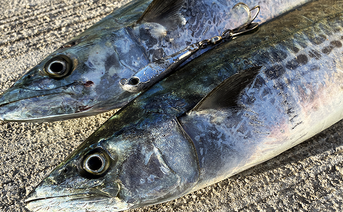 「もう釣れないと思っていた」タチウオが3年ぶりに復活！ サゴシも連発【南港魚つり園】