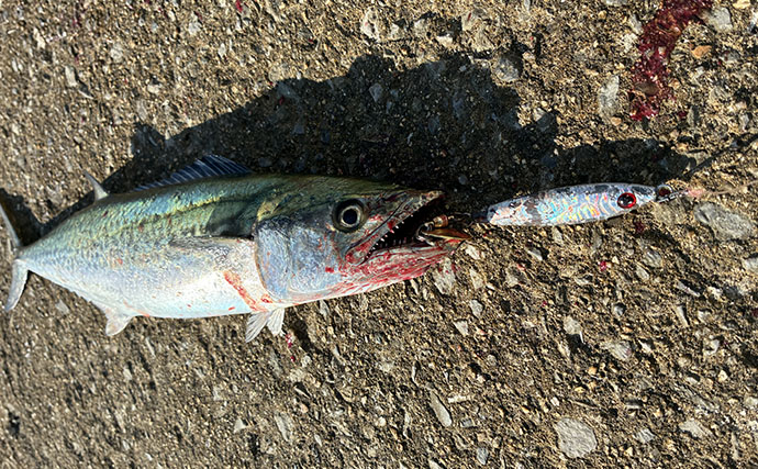 閉園間際の「ラスト1投」で84cmタチウオをキャッチ　27cmカマスもヒット【南港魚つり園】