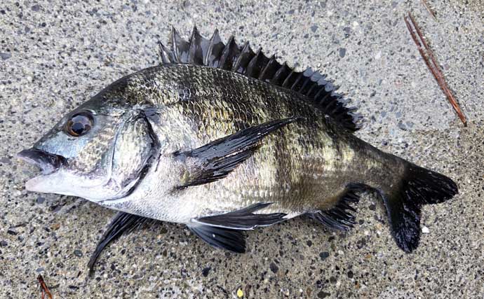 クロダイのウキダンゴ釣り入門　必要な道具・ダンゴの配合・釣り方のコツを解説