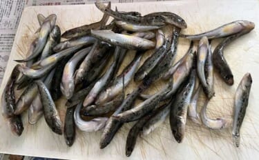 遠投よりも「堤防際」狙いが正解！ ハゼが1投1匹の入れ食いで2時間半で47匹【愛知】