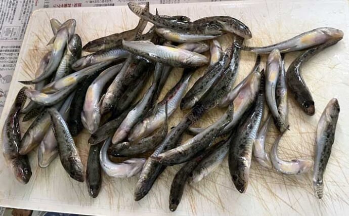 遠投よりも「堤防際」狙いが正解！ ハゼが1投1匹の入れ食いで2時間半で47匹【愛知】
