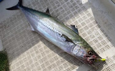 ボイルを「水面直下の速巻き」で直撃！ ダブルヒットも飛び出し船中サワラ…