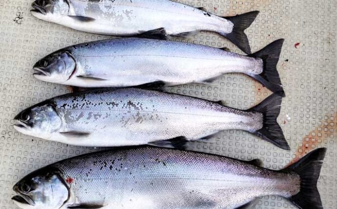 人気上昇中！ ビワマス釣ったらまずは試したい定番の【絶品料理8選】