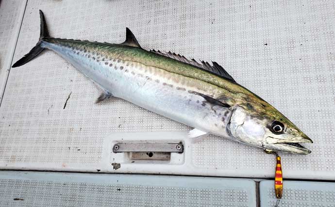 東京湾のサワラ釣りは「重いジグ」が有利？ 50〜60gのブレードジグで良型連発！
