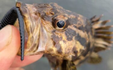 運河の「カケアガリ」で根魚が連発！ 25cm級アラカブ＆タケノコメバルをキャッチ