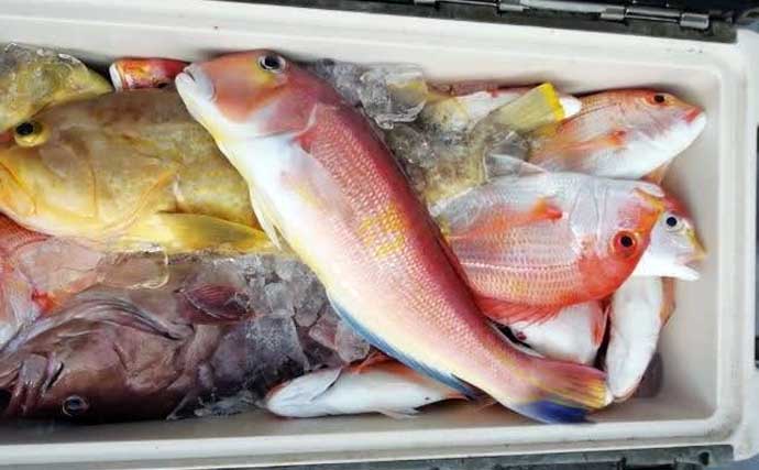 ゲストに「シリヤケイカ」釣れてます！　「船釣りに行きたくなる」写真4選【九州】