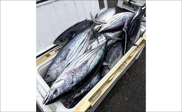 相模湾で「デカカツオ」爆釣！【洋征丸】7.5kg頭に15本を仕留めた釣り方を名手が徹底解説