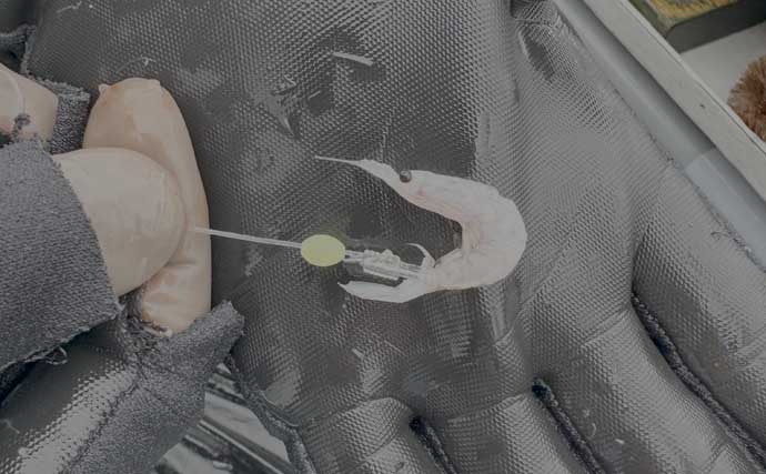 相模湾で「デカカツオ」爆釣！【洋征丸】7.5kg頭に15本を仕留めた釣り方を名手が徹底解説