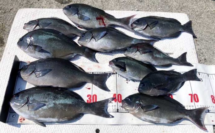 尾鷲の磯でのフカセ釣りで40cm超え尾長グレを好捕　鋭い突っ込みファイトを堪能！