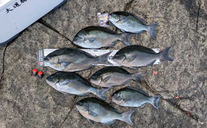 尾鷲の磯でのフカセ釣りで40cm超え尾長グレを好捕　鋭い突っ込みファイトを堪能！