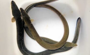 台風後のウナギ釣りは「川底の変化」が重要？　新たに深くなった場所で本命3匹をキャッチ