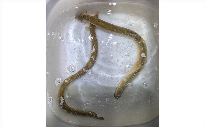台風後のウナギ釣りは「川底の変化」が重要？　新たに深くなった場所で本命3匹をキャッチ