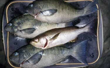 ウネリで安定しない仕掛けを「ガン玉」で攻略！ 磯フカセ釣りで32cmメジナを見事手中