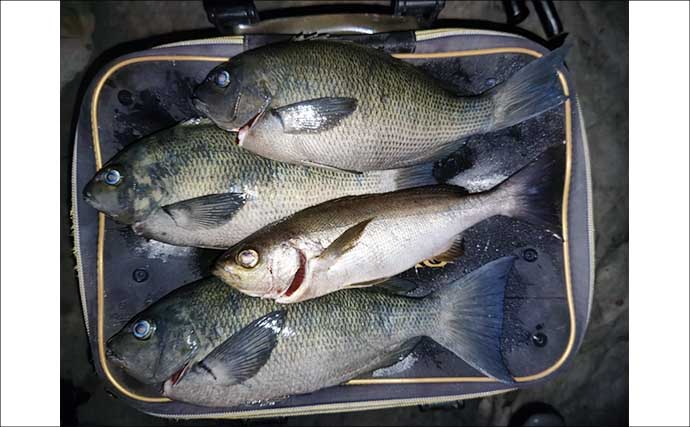 ウネリで安定しない仕掛けを「ガン玉」で攻略！ 磯フカセ釣りで32cmメジナを見事手中