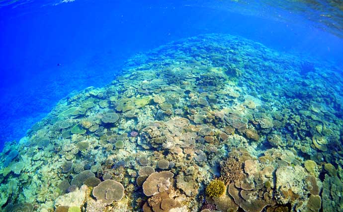 100均製品とオモリだけの「激安＆簡単」仕掛けでクーラー満タン釣果！【伊是名島】